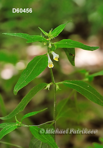 American Cow-wheat (Melampyrum lineare)